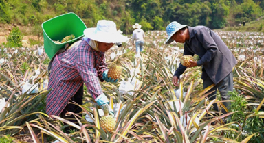 雲南：河谷深處有“鳳”來