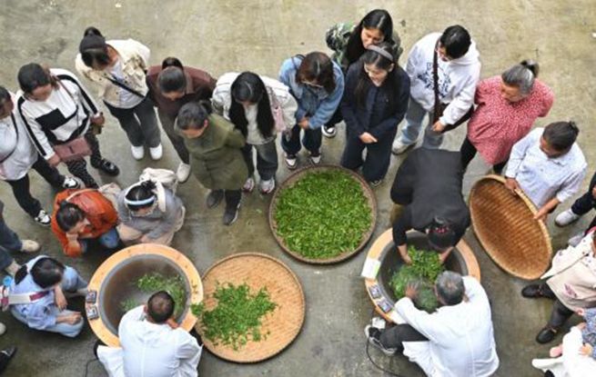 女子學堂助力茶產業(yè)